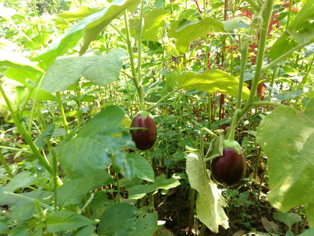 Sceva'S Garden Home Муннар Экстерьер фото